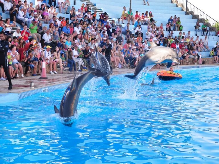 spectacle-de-dauphins-a-hurghada-4